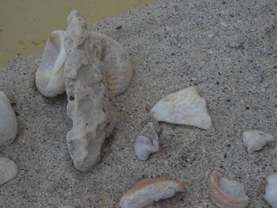 Copy of DSC00223.JPG